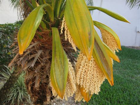 Needle Nicely: Pygmy palms in spring