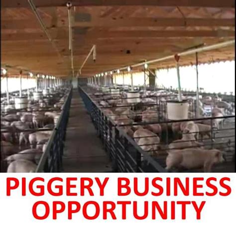 Piggery Business Plan - paseecc