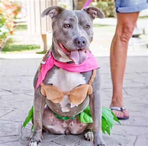 Best Pitbull Halloween Costumes for Your Dog.