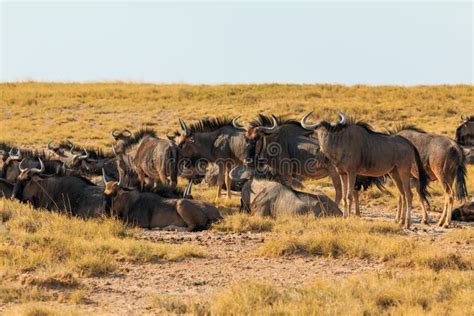 Blue Wildebeest in Natural Habitat in Etosha National Park in Namibia Stock Photo - Image of ...