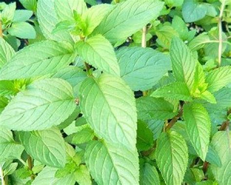 Black Stem Peppermint Mint Live Herb Plant | Etsy | Plants, Planting ...