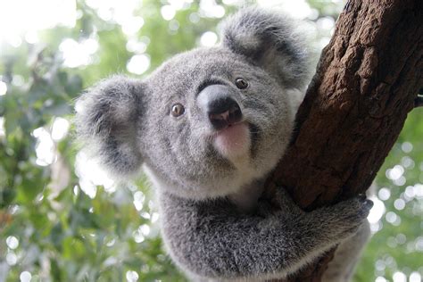 Koala - Lone Pine Koala Sanctuary