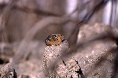 American Pika - Ochotona princeps | Wildlife Journal Junior