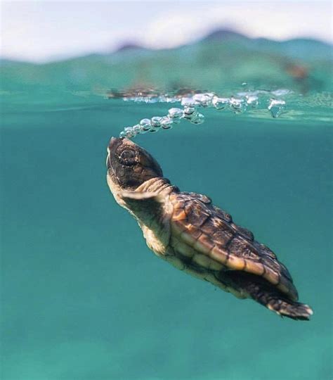 Cute Baby Sea Turtles In The Water