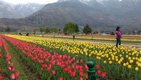 Kashmir Tulip Festival 2023: Experience The Tulip Blossom - Liamtra Blogs