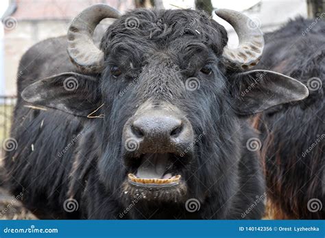 Buffalo on a private farm stock photo. Image of cattle - 140142356