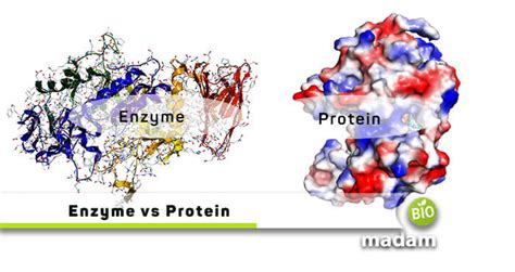 Difference between Enzyme and Protein - biomadam