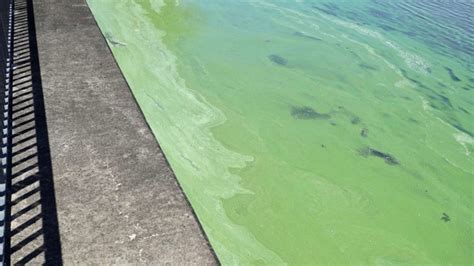 Blue-green algae bloom spotted in South Florida, local businesses brace for impact