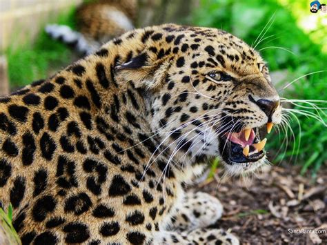 Angry Jaguar Wallpapers - Top Free Angry Jaguar Backgrounds - WallpaperAccess