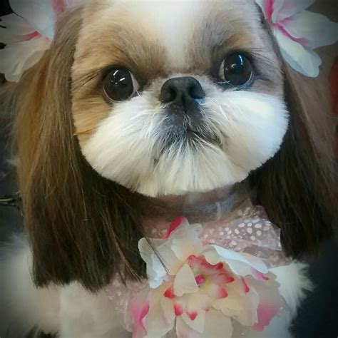 How To Groom A Shih Tzu Perfectly - Shih Tzu Dog