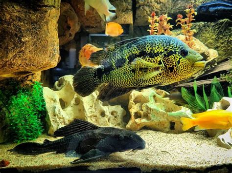 Jaguar Cichlid: Size, Types, Tank Mates, Food & More