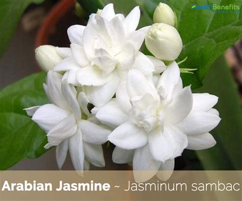 Jasmine Flower Meaning In Urdu - Home Alqu