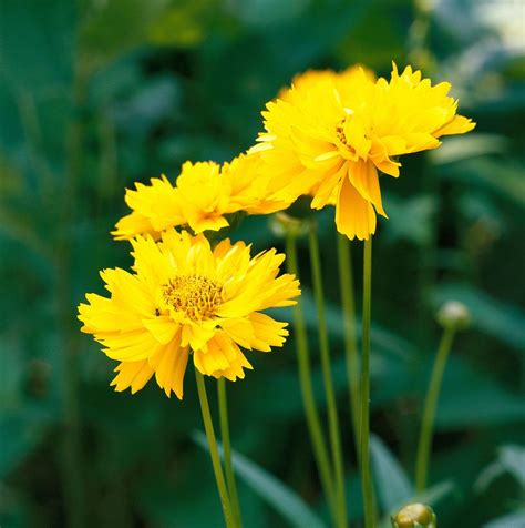 How to Plant and Grow Coreopsis