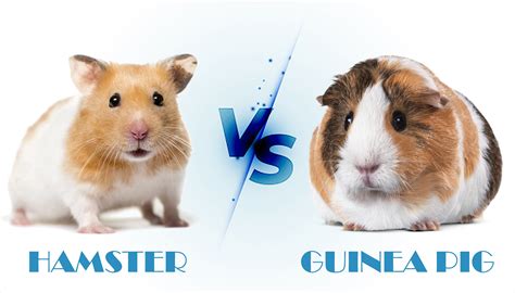 Hamster vs Guinea Pig, Which One You Should Get? | PetsCareBox.com