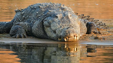 Marsh Crocodile: Facts, Diet, Habitat