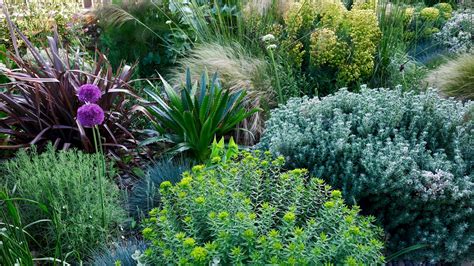 Australian Plants For Rock Gardens | Fasci Garden