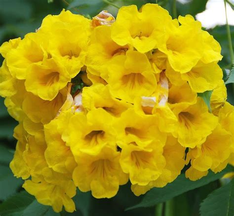 755. Beautiful yellow flowers in India. Their common names are Yellow ...