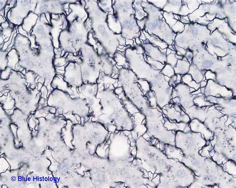 Histology at SIU