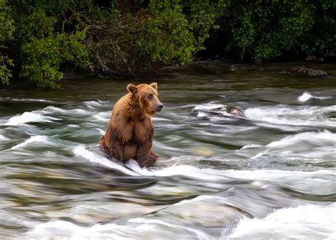 Just chillin - 2023 Alaska magazine Photo Contest Sponsored by Alaska ...