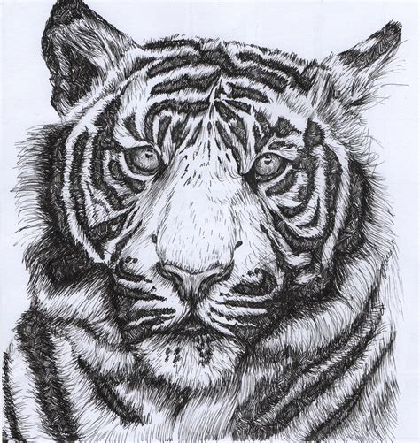 Learn To Draw Animals | Tiger art, Animal drawings, Tiger drawing