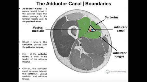 Adductor Canal