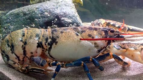 Rare White Lobster on Display in Achill - Achill Tourism