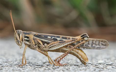 Grasshopper | The Biggest Animals Kingdom