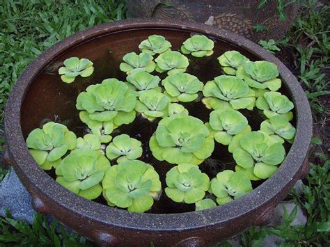 10 Best Floating Aquarium Plants: Reviews & Care Guide 2024 | Water garden plants, Planted ...