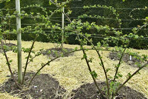 Blackberry bush, blackberry - planting, pruning, harvest and care (+ Video)