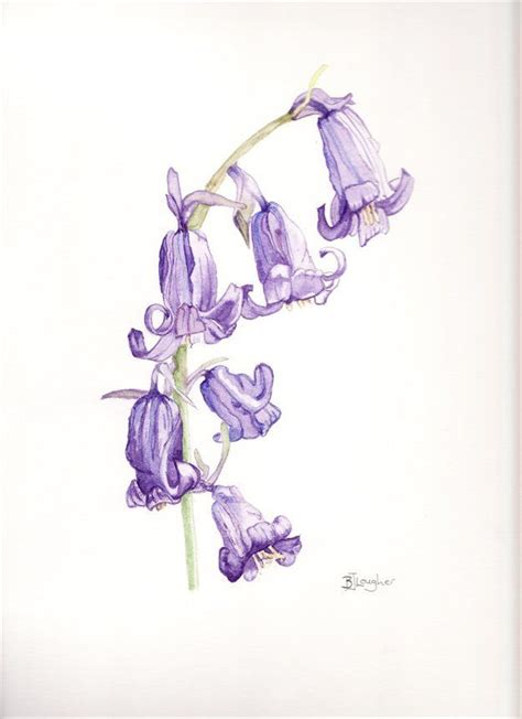 bluebells drawing - Google Search | Dibujos, Ilustraciones, Arboles con acuarela