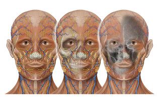 Head anatomy and vasular imaging | Illustration by Patrick J… | Flickr