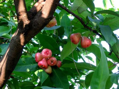 The Legend of Java Apple or Macopa - Syzygium Samarangense - HubPages