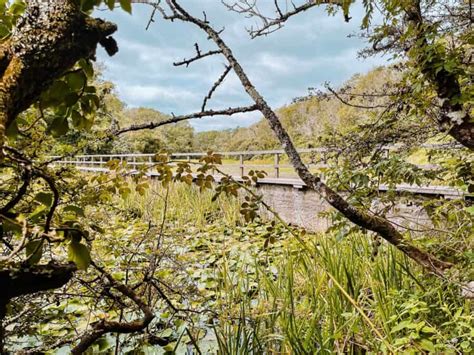 Detailed Guide to the Beautiful Stackpole Wildlife Walk, Pembrokeshire - Travel and Squeak