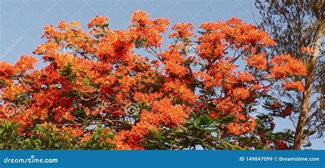 Gulmohar flower stock image. Image of flower, cooler - 149847099