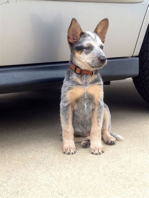 Perfect blue Heeler puppy | Heeler puppies, Cattle dogs rule, Blue ...