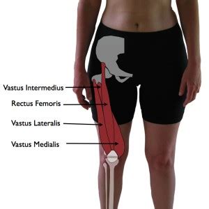 Rectus Femoris Trigger Point: The Knee Pain Trigger Points - Part 2 | TriggerPointTherapist.com