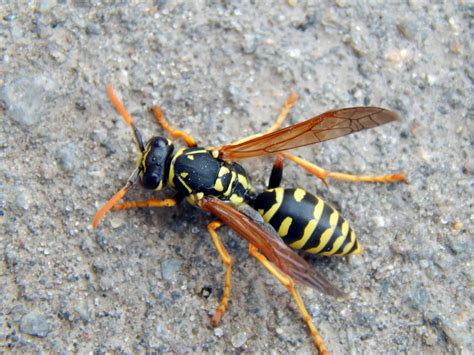 Yellow Jacket Sting Treatment