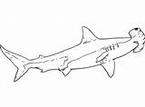 Hammerhead Shark Coloring Pages Https//ifttt/JgOhNuH sketch template