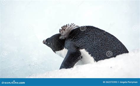 Adelie Penguin in Antarctica Stock Image - Image of flightless, flipper ...