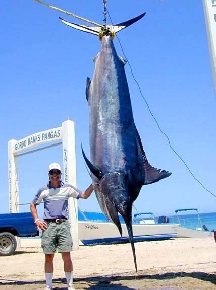 Black Marlin | Mexican Fish.com