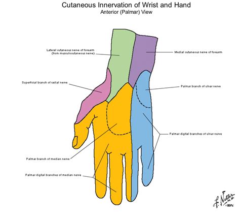 Ulnar Nerve Innervation Hand