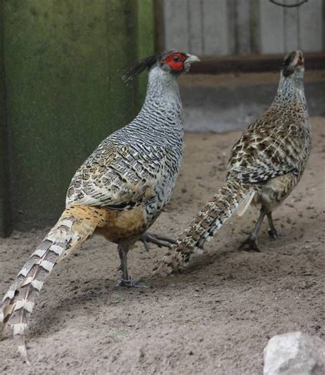 Cheer's pheasant pair » Fazanterie de Rooie Hoeve Gallery | Pheasant, Bird hunting, Pet birds