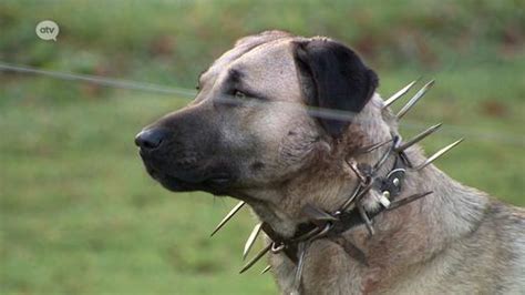 Sheep farmer fits dogs with spiked collars to protect against wolf