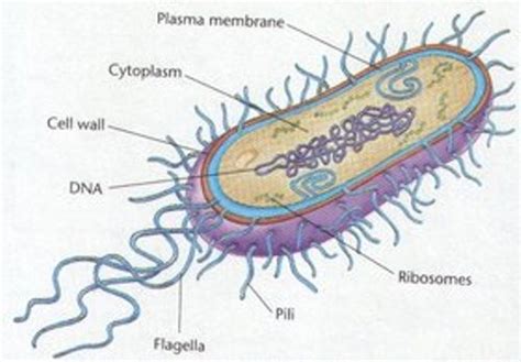 10 Facts about Archaebacteria | Fact File