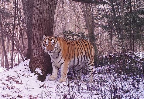 Siberian Tiger Tracking Tour to Russia - Royle Safaris (6) - Mammal ...