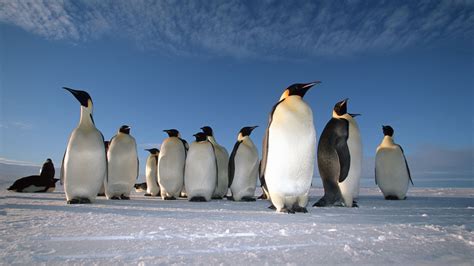 The Emperor Penguin Migration - Natural World Safaris