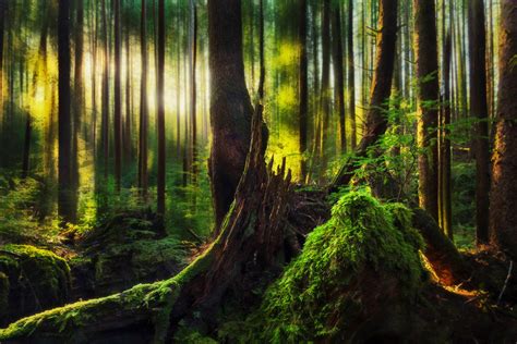 the forests of ecola state park, oregon photo | One Big Photo