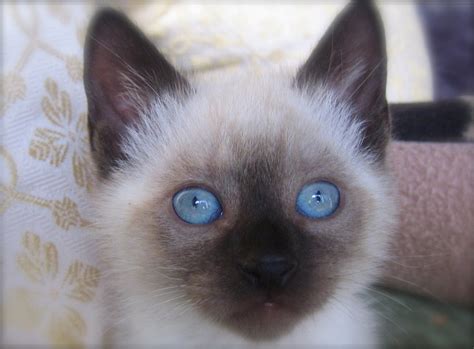 65 Most Popular Siamese Cat Names