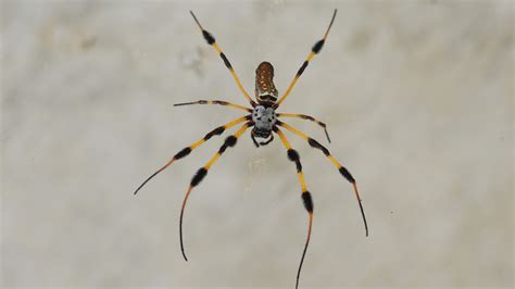 Pretty large banana spider, Florida | guenter from munich | Flickr