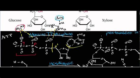 Biochemistry | Hexokinase Physiology, Biochemistry, & Mechanism - YouTube